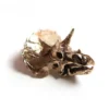 Fire & Bone Triceratops Skull Pendant Necklace