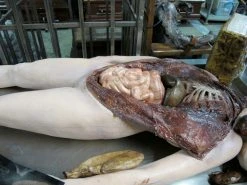 Dapper Cadaver Workshop Complete Female Autopsy Body Autopsy & Medical