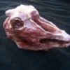 Dapper Cadaver Workshop Skinned Goat Head Gory Butcher Shop