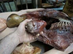 Dapper Cadaver Workshop Complete Female Autopsy Body Autopsy & Medical