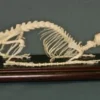 C&A Scientific Rat Skeleton