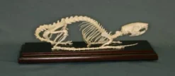 C&A Scientific Rat Skeleton