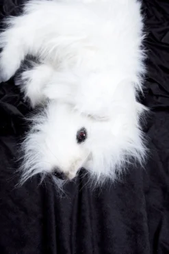 Dapper Cadaver Props Animal Props Mongrel Lapdog Rental