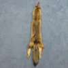 Chichester Wild Animal Props Coyote Pelt