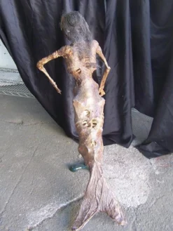 Dapper Cadaver Workshop 3 Ft. Feejee Mermaid