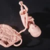 Nasco Body Props Fetus Replica At 5 Months Rental
