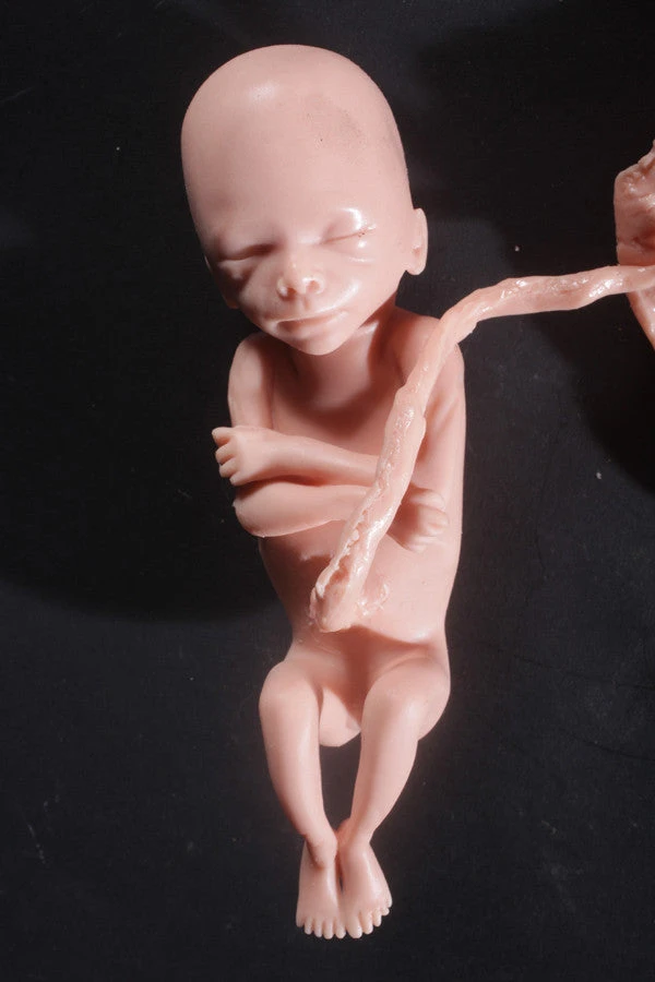 Nasco Body Props Fetus Replica At 5 Months Rental 2 Nasco Body Props Fetus Replica At 5 Months Rental