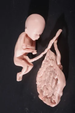 Nasco Body Props Fetus Replica At 5 Months Rental 6 Nasco Body Props Fetus Replica At 5 Months Rental