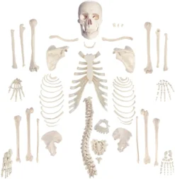Skeletons And More Medical Disarticulated Skeleton Skeletons, Skulls & Bones
