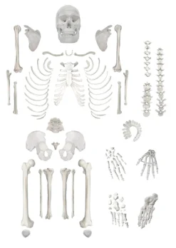 Skeletons And More Medical Disarticulated Skeleton Skeletons, Skulls & Bones