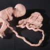 Nasco Fetus Replica At 7 Months Rental