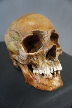 Skull Shoppe Ashwin Skull Skeletons, Skulls & Bones