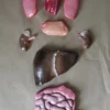 Dapper Cadaver Workshop Prop Organs Flat Backed Organ Set