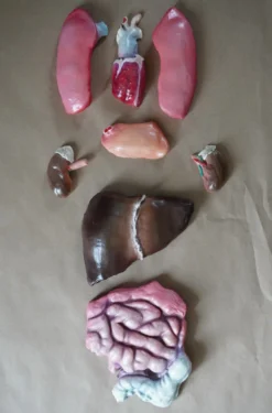 Dapper Cadaver Workshop Prop Organs Flat Backed Organ Set