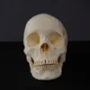 Valley Anatomical Preparations Inc. Connie Skull Rental