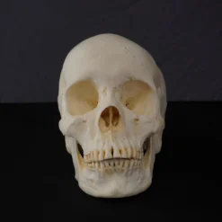 Valley Anatomical Preparations Inc. Connie Skull Rental
