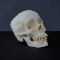 Valley Anatomical Preparations Inc. Skeletons, Skulls & Bones Connie Skull