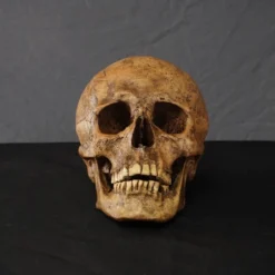 Valley Anatomical Preparations Inc. Chogan Skull Rental Skulls & Skeletons