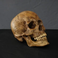 Valley Anatomical Preparations Inc. Chogan Skull Rental Skulls & Skeletons