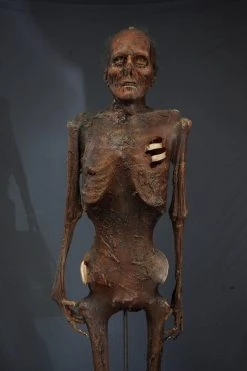 Dapper Cadaver Workshop Nell Mummy Prop