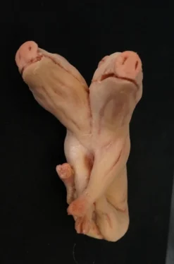 Dapper Cadaver Workshop Two Headed Fetal Pig Specimen Jar