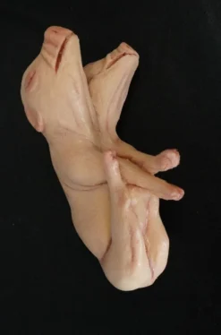 Dapper Cadaver Workshop Two Headed Fetal Pig Specimen Jar