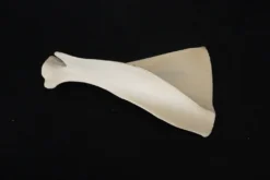 Chichester Deer Shoulder Blade Animal Skulls & Skeletons