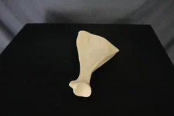 Chichester Deer Shoulder Blade Animal Skulls & Skeletons