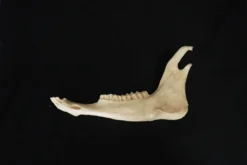 Chichester Deer Jawbone Animal Skulls & Skeletons