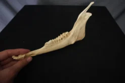 Chichester Deer Jawbone Animal Skulls & Skeletons