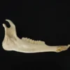 Chichester Deer Jawbone Animal Skulls & Skeletons