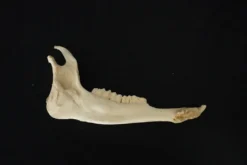 Chichester Deer Jawbone Animal Skulls & Skeletons
