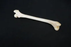 Chichester Coyote Femur