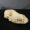 Chichester Coyote Skull Animal Skulls & Skeletons