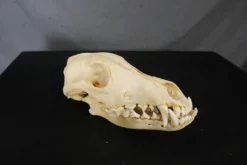 Chichester Coyote Skull Animal Skulls & Skeletons
