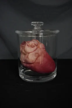 Dapper Cadaver Workshop Small Lifelike Heart Apothecary Specimen Jar