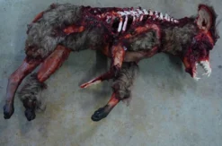 Dapper Cadaver Workshop Exposed Bone Gory Coyote