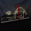 C&A Scientific Animal Skulls & Skeletons Rabbit Skeleton