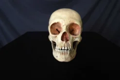 Skull Shoppe Skulls & Skeletons Child Skull Rental