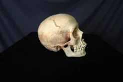 Skull Shoppe Skulls & Skeletons Child Skull Rental