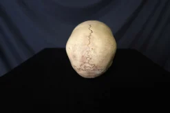 Skull Shoppe Skulls & Skeletons Child Skull Rental