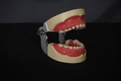 Amazon Child Dental Tooth Set Miscellaneous Body Parts