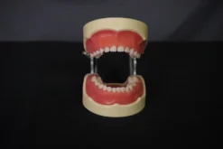 Amazon Child Dental Tooth Set Miscellaneous Body Parts