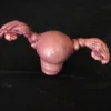 Dapper Cadaver Workshop Female Reproductive Organs Prop Organs