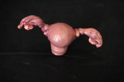 Dapper Cadaver Workshop Female Reproductive Organs Prop Organs