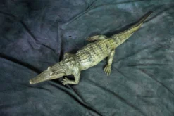 Dapper Cadaver Workshop Reptiles, Sealife & More Alligator Prop