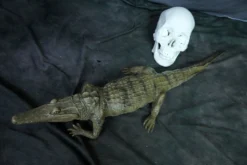 Dapper Cadaver Workshop Reptiles, Sealife & More Alligator Prop