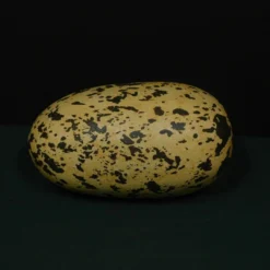 LM Treasures Giant 12 Inch Dinosaur Egg Rental