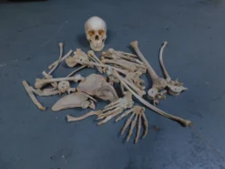 Dapper Cadaver Props Lifecast Skull & Dozen Assorted Bones Rental