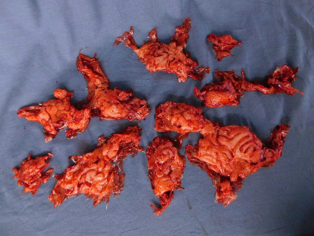 Dapper Cadaver Workshop Silicone Brain Chunks Prop Prop Organs 1 Dapper Cadaver Workshop Silicone Brain Chunks Prop Prop Organs